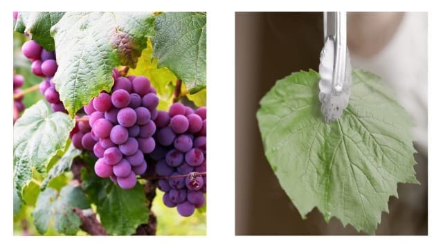 Grape leaves on a vine and one ready to be blanched.