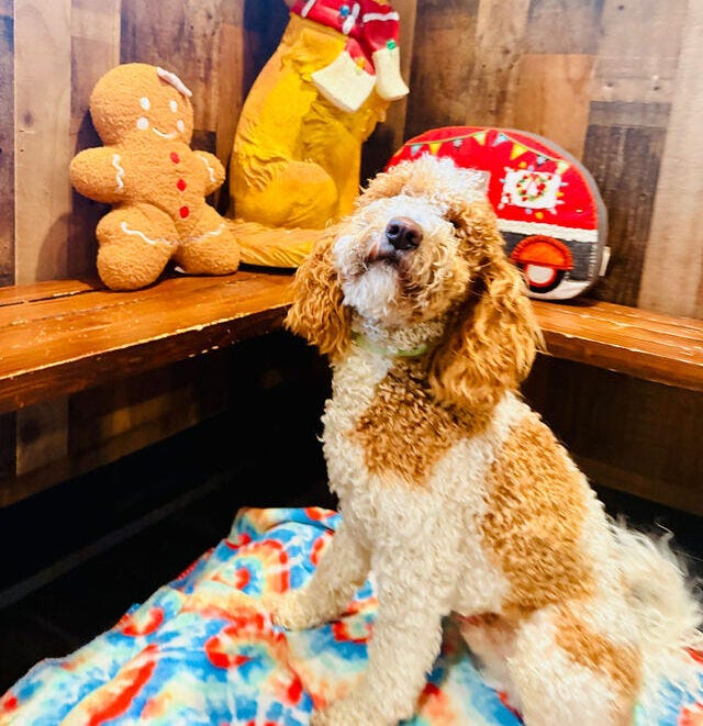 Airport Cargo Dog Pick-Up & Boarding at SeaTac | All Barks Hotel