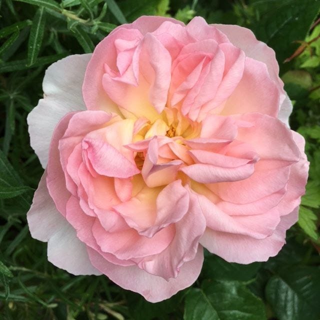 Pale pink rose flushed with gold in the centre.