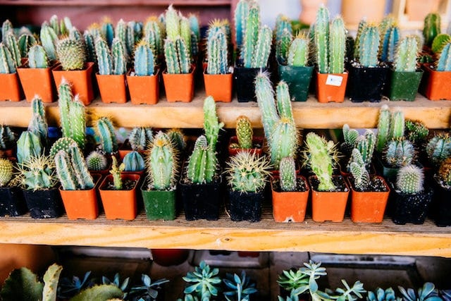 Ponderosa Cactus Selection