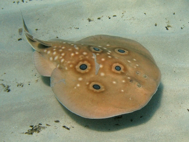 A Stingray