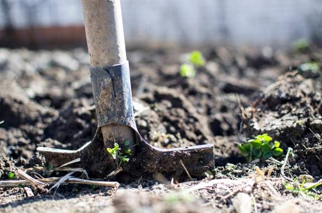 A trowel dug into the soil, standing vertically with small green shoots around it.