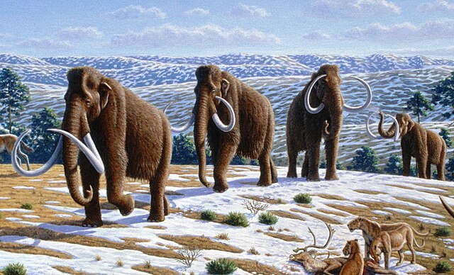 An artist’s impression of a herd of woolly mammoths cresting a snowy hillside in paleolithic Iberia.