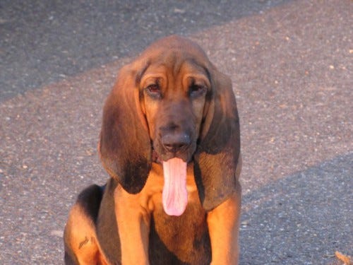 PHOTO COURTESY OF WIKIMEDIA A dog’s tongue becomes white or blue if it is approaching heat stroke.