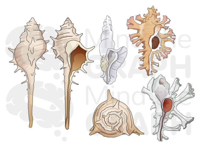 mollusk_scientifc_illustrations