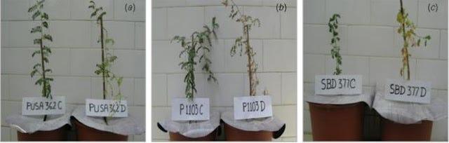 Plants of three chickpea varieties under control © and after 30 days of experimental drought (D) conditions. (a) P362 (b) P1103 and © SBD377.