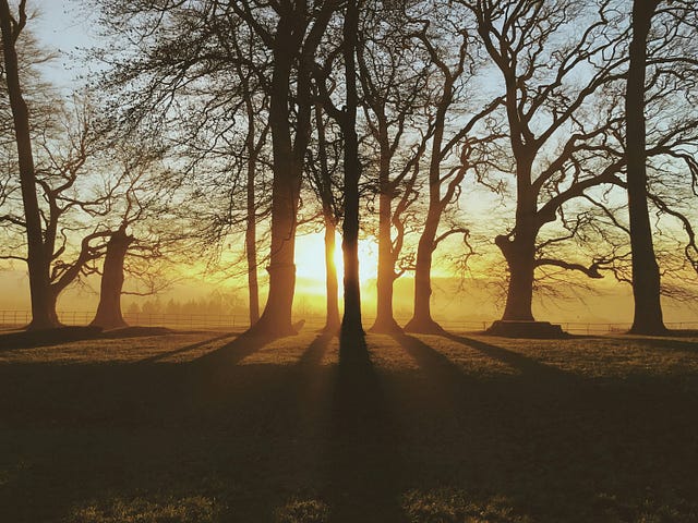 Image of morning shadows between trees