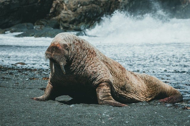 A picture of a walrus on a beach