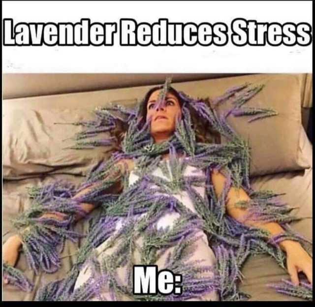 Imagine a person lying on bed, wide awake, with piles of lavender plants on them.