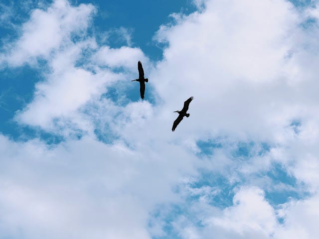 Two Birds Flying in Sky