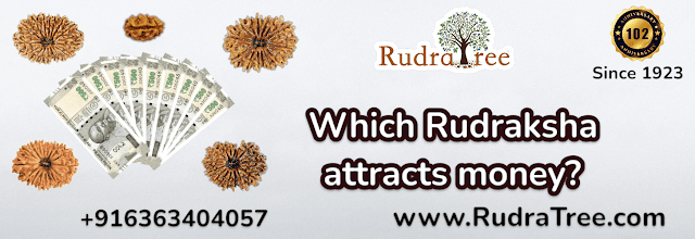 Which Rudraksha attracts money?