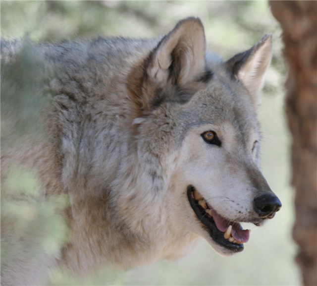 A grey and white wolf in the woods. It’s Cheyenne.