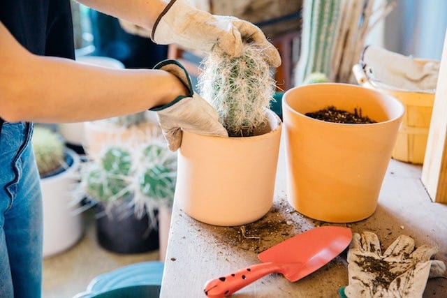 Ponderosa Cactus Touching