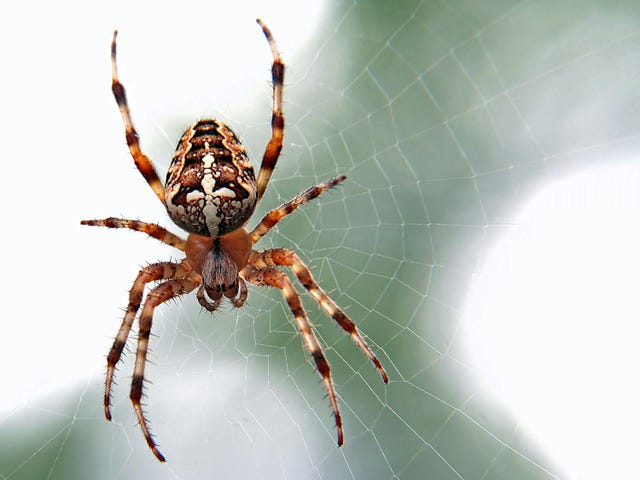 A pretty spider on a web.