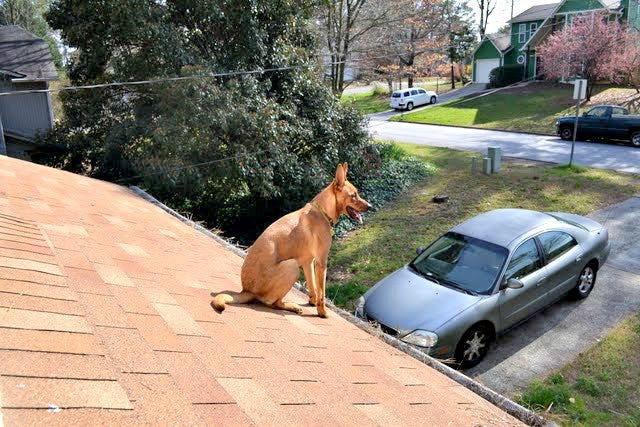 Charlie sitting on the roof