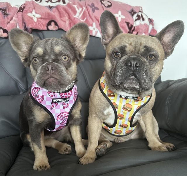 Louis V & Dolcie Looking Dapper as ever - Top Frenchie