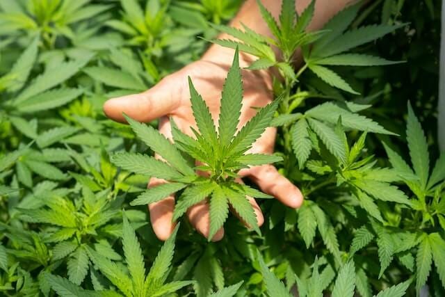 Person’s hand palming a cannabis plant.