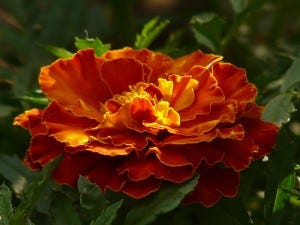 A Marigold blooming in the Spring.