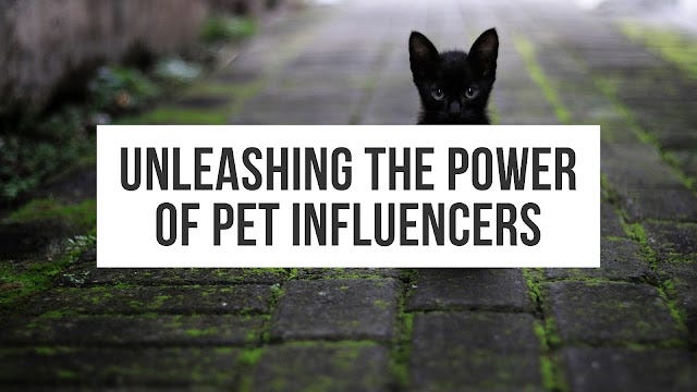 Introduction To The World Of Pet Influencers