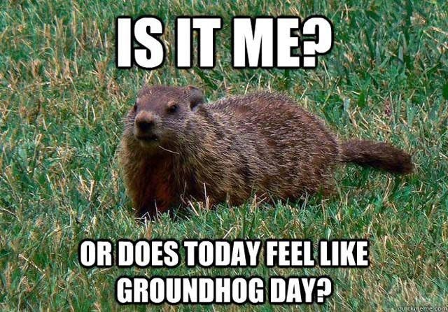 An image of a groundhog, reflecting the cyclicity of this experience.