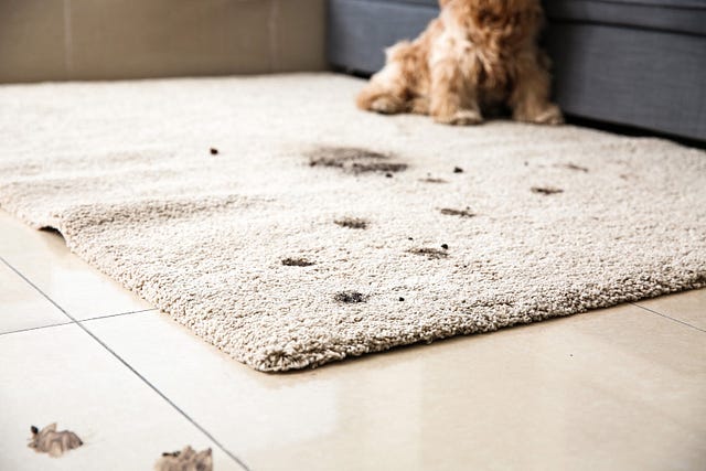 Pet Stain removal for cost savings 
