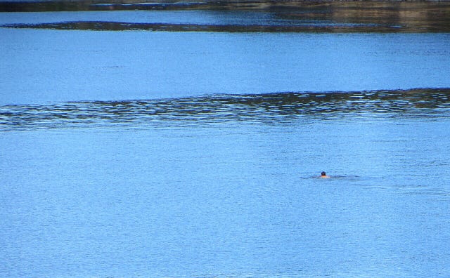 Calm blue ocean bay but for a ribbon of wind tossed water and a man swimming away from shore. My friend’s son.