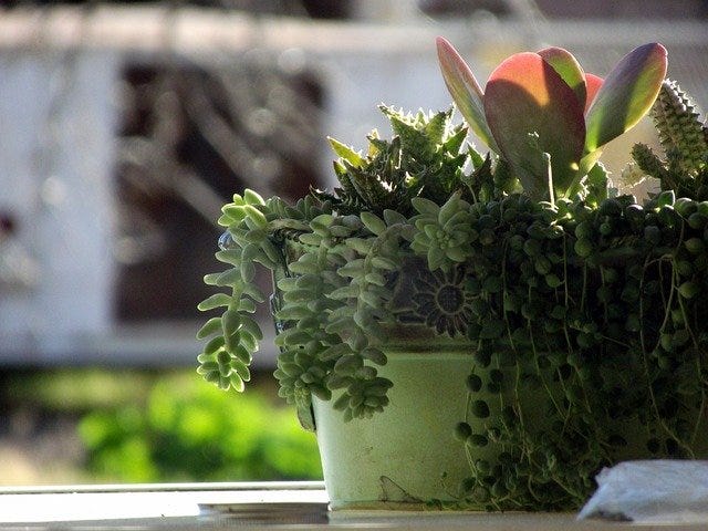 Elegant pot full of different succulents lit from behind by sunshine