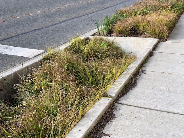 Photo of the bioretention cells on First Street, with native plants growing in the cells