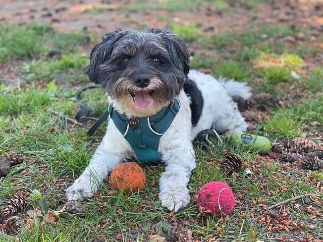 My black and white mini Aussiedoodle with two balls in the park.