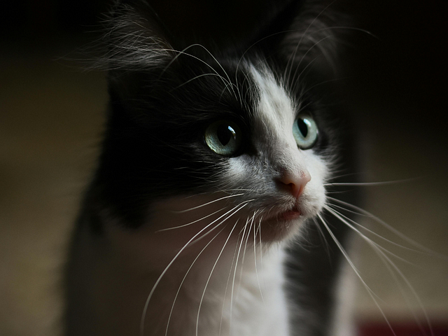 black and white cat