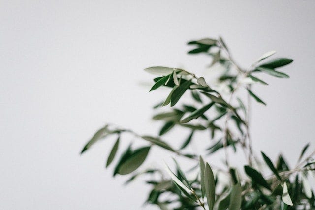 A picture of a plant in front of a white background.