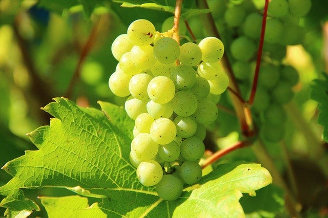 Grape Nutrition