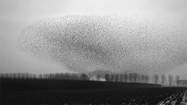 Thousands of individuals operating as a single organic system without a central commander (image source: van IJken)