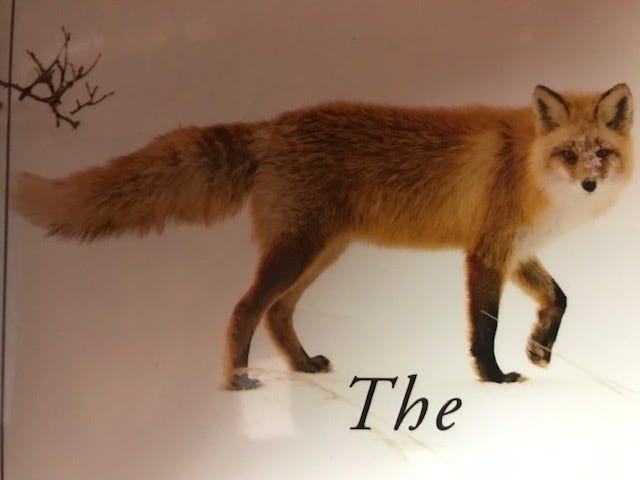 Photo of picture of fox on a book.