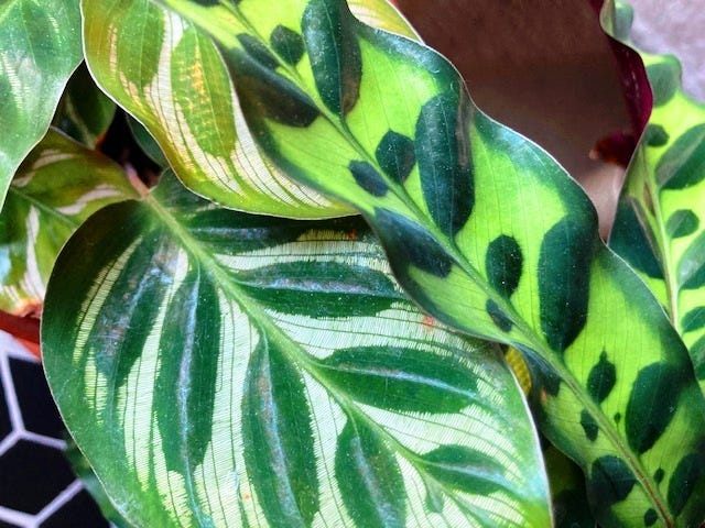 Two Calathea leaves overlapping. The leaves are light green with dark stripes.