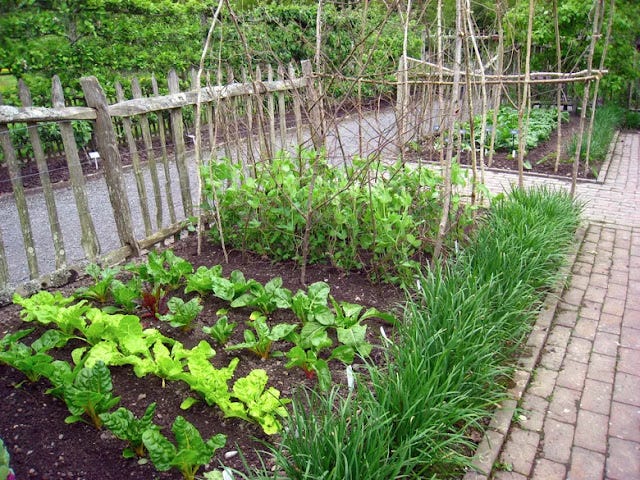 How Wide Should I Make My Rows in My Home Garden