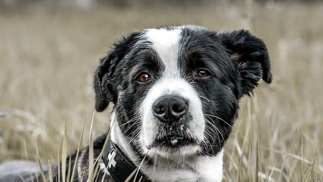Black and white dog in field