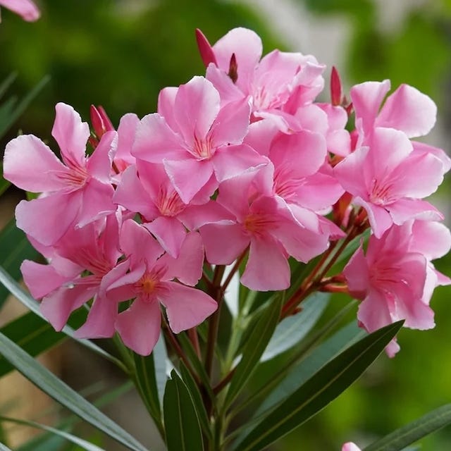 plants toxic to dogs: oleander
