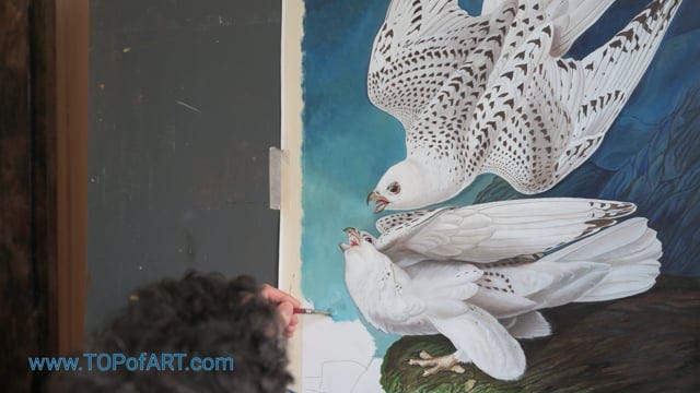 Video of the process of creation of “White Gyrfalcons” by Audubon from the blank canvas to the final touches — step by step.