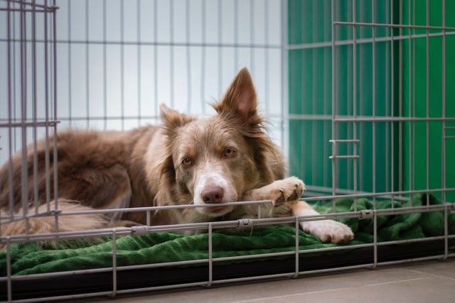 Border Collie lying in dog crate