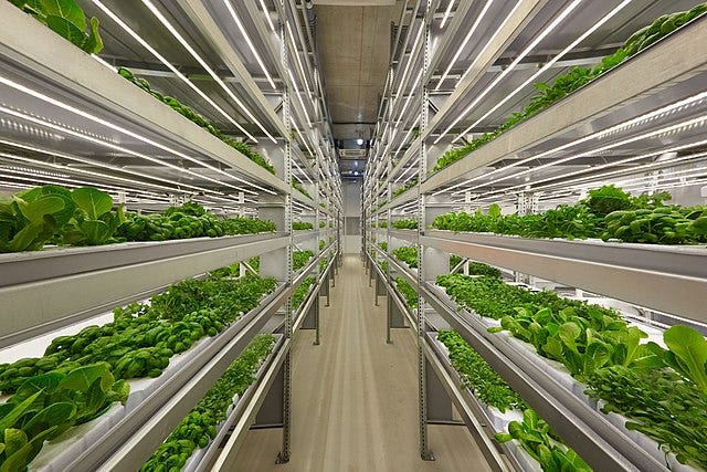 Image of inside a vertical farm growing greens.