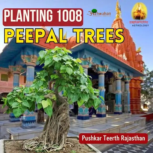 Planting 1008 Peepal Trees for Pitru Paksha 2024