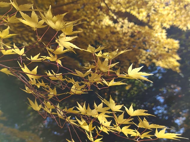 yellow leaves on a tree