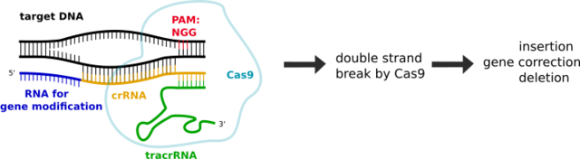 Diagram of CRISPR-Cas9