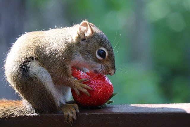A squirrel enjoys eating a strawberry.
