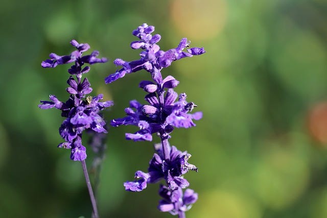 How to Grow Salvias: Tips and Tricks for a Beautiful Garden