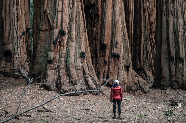 Person standing before large trees