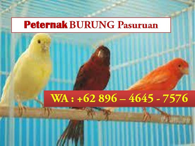 29++ Burung kenari gacor terupdate