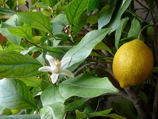 A picture of a white lemon flower and ripe yellow lemon on the tree, against a background of green leaves. (From Wikimedia commons, by Elena Chochkova, shared under a CC-BY-4.0 license.)