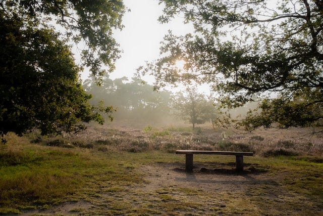 Early morning photo of a bench in the midst of what looks like a park preserve. Two large trees frame the bench, and there’s a meadow on the far side